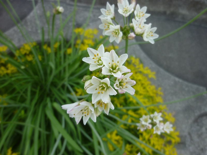 花の名前を教えて下さい はなせんせ