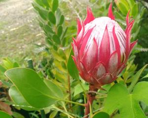 不思議な形の花 ですが はなせんせ