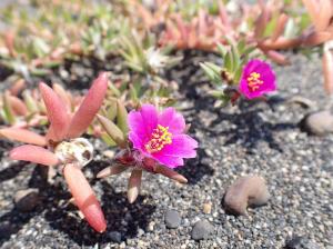 海岸の赤い花の多肉植物 はなせんせ