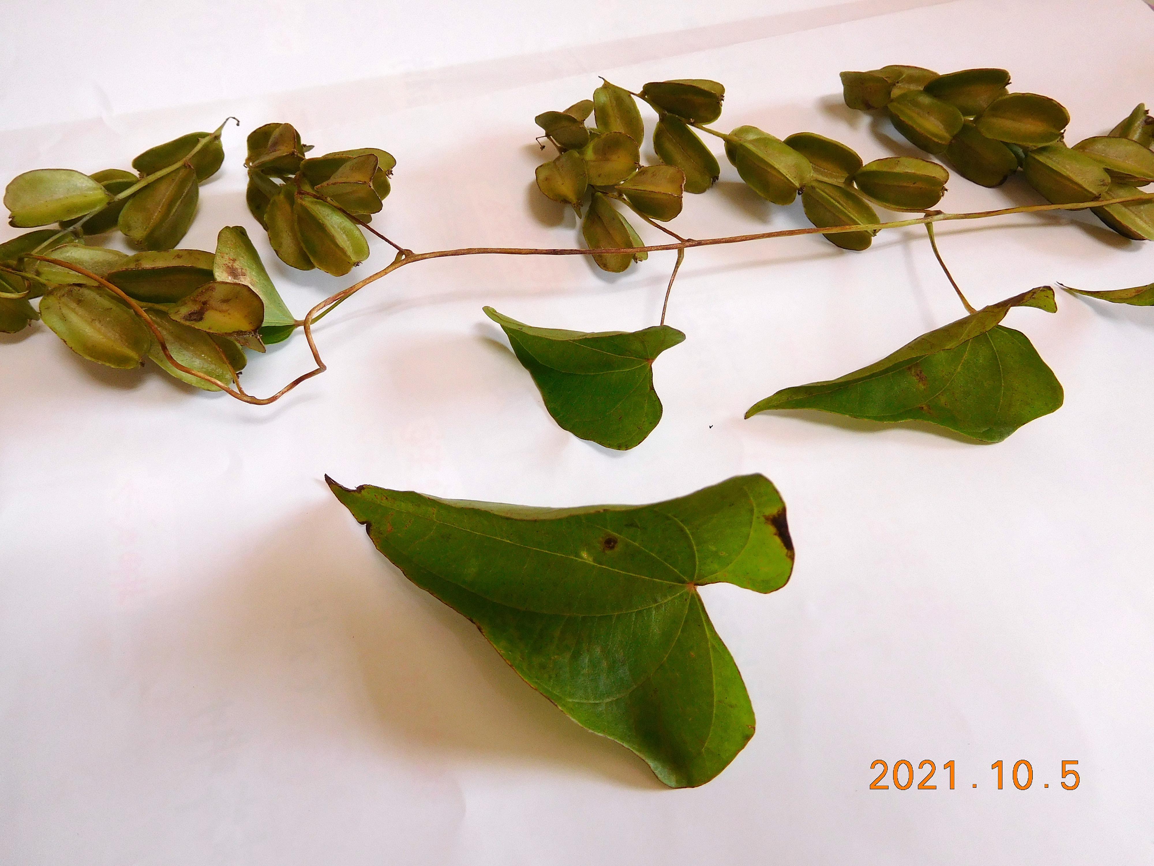 ヤマノイモ属と思われるが ? 。 はなせんせ