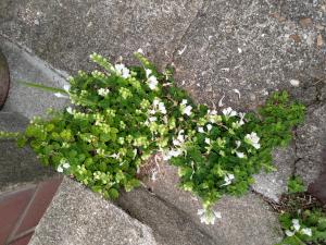 白い小さな雑草 はなせんせ 白い小さな雑草 はなせんせ