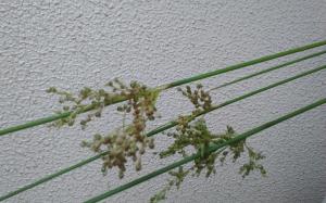 この花の名前を教えてください はなせんせ