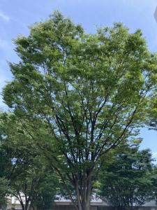 ケヤキ はなせんせ